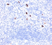 Myeloid Cell Marker antibody BM-1 immunohistochemistry tonsil
