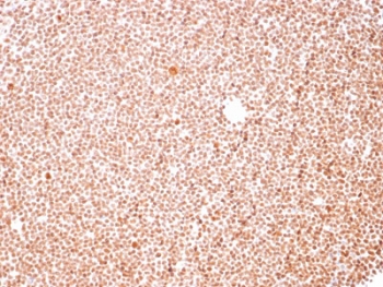 IHC staining of FFPE human tonsil with Nucleoli Marker antibody. HIER