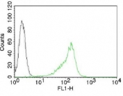 Intracellular FACS testing of 293 cells with Nucleoli Marker antibody (green).