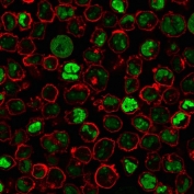 Immunofluorescent staining of PFA-fixed human K562 cells with Nucleoli Marker antibody (green, clone NM95) and Phalloidin (red).