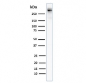 Western blot testing of human T47D cell lysate with MUC-1 antibody (clone MUC1/955). Expected molecular weight: 120-500 kDa depending on glycosylation level.
