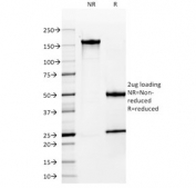 SDS-PAGE analysis of purified, BSA-free MUC-1 antibody (clone MUC1/955) as confirmation of integrity and purity.