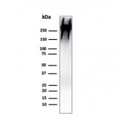 Western blot testing of human MCF7 cell lysate with MUC-1 antibody (clone MUC1/955). Expected molecular weight: 120-500 kDa depending on glycosylation level.