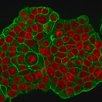 Immunofluorescent staining of MeOH-fixed human MCF7 cells with HER-2 antibody (clone ERB2/776, green) and Reddot nuclear stain (red).~