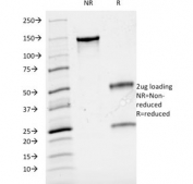 SDS-PAGE analysis of purified, BSA-free CD3 antibody (clone B-B12) as confirmation of integrity and purity.