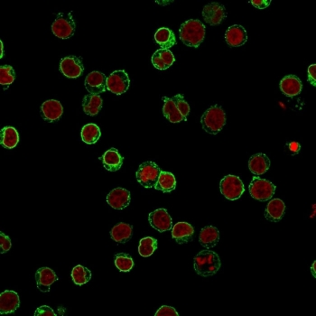 Immunofluorescent staining of FFPE human Jurkat cells with CD3 antibody (green, clone B-B12) and Reddot nuclear stain (red).~