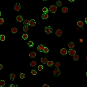 Immunofluorescent staining of FFPE human Jurkat cells with CD3 antibody (green, clone B-B12) and Reddot nuclear stain (red).