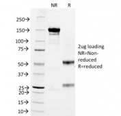 SDS-PAGE analysis of purified, BSA-free CD3 antibody (clone RIV9) as confirmation of integrity and purity.