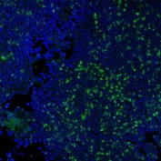 Immunofluorescent staining of methanol-fixed human tonsil tissue cryosection with CF488A-CD3 antibody (clone RIV9, green) and DAPI nuclear stain (blue).