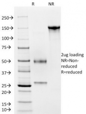SDS-PAGE Analysis of Purified, BSA-Free CD4 Antibody (clone C4/206). Confirmation of Integrity and Purity of the Antibody.