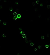 Immunofluorescent staining of human PBM cells with CD8a antibody (clone RIV11).