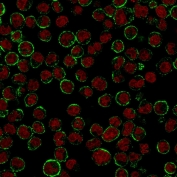 Immunofluorescent staining of human Raji cells with anti-CD19 antibody (clone CVID3/155, green) and Reddot nuclear stain (red).