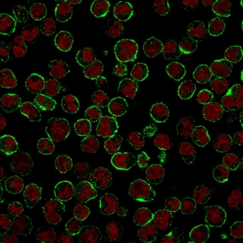 Immunofluorescent staining of human Raji cells with CD19 antibody (clone CVID3/429, green) and Reddot nuclear stain (red).~