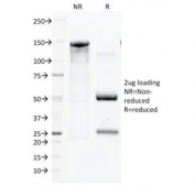 SDS-PAGE Analysis of Purified, BSA-Free CD45 Antibody (clone 135-4B5). Confirmation of Integrity and Purity of the Antibody.