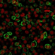 Immunofluorescent staining of PFA-fixed human Raji cells with CD20 antibody (clone IGEL/773, green) and Reddot nuclear stain (red).