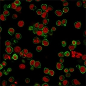 Immunofluorescent staining of PFA-fixed human Jurkat cells with CD45 antibody (clone 135-4C5, green) and Reddot nuclear stain (red).