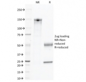 SDS-PAGE Analysis of Purified, BSA-Free CD45 Antibody (clone 135-4C5). Confirmation of Integrity and Purity of the Antibody.