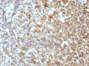 IHC test of FFPE human tonsil probed with LCA antibody