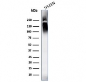 Western blot testing of human spleen lysate with CD45 antibody cocktail (clones SPM569 + SPM570). Expected molecular weight: 147-220 kDa depending on glycosylation level.