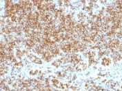 IHC test of FFPE human tonsil probed with CD45 antibody cocktail