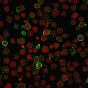 Immunofluorescence staining of PFA-fixed human Jurkat cells with CD45RA antibody (clone PTPRC/818, green) and Reddot nuclear stain (red).