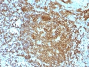IHC test of FFPE human tonsil probed with CD45RA antibody. HIER: boil tissue sections in 10mM citrate buffer, pH 6, for 10-20 min followed by cooling at RT for 20 minutes.