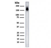 Western blot testing of human spleen lysate with CD45RA antibody (clone PTPRC/818). Expected molecular weight: 147-220 kDa depending on glycosylation level.