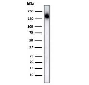 Western blot testing of human spleen lysate with CD45RA antibody. Expected molecular weight: 147-220 kDa depending on glycosylation level.~