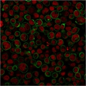Immunofluorescent staining of PFA-fixed human Raji cells with CD45RA antibody (clone 111-1C5, green) and Reddot nuclear stain (red).