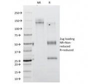 SDS-PAGE analysis of purified, BSA-free CD45RA antibody (clone 111-1C5) as confirmation of integrity and purity.