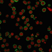 Immunofluorescent staining of PFA-fixed human Jurkat cells with anti-CD45RA antibody (green, clone SPM568) and Reddot nuclear stain (red).