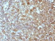 IHC test of FFPE human tonsil probed with CD45RA antibody (clone SPM504).