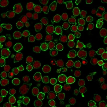 Immunofluorescent staining of PFA-fixed human Jurkat cells with CD45RO antibody (clone 190-2F2.5, green) and Reddot nuclear stain (red).~