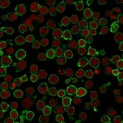 Immunofluorescent staining of PFA-fixed human Jurkat cells with CD45RO antibody (clone 190-2F2.5, green) and Reddot nuclear stain (red).
