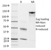 SDS-PAGE analysis of purified, BSA-free CD45RO antibody (clone T200/797) as confirmation of integrity and purity.