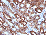 IHC testing of FFPE mouse kidney with Cadherin 16 antibody (clone CDH16/1071). Required HIER: boil tissue sections in 10mM Tris with 1mM EDTA, pH 9, for 10-20 min followed by cooling at RT for 20 min.