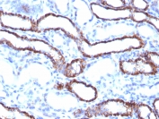 IHC testing of FFPE rat kidney with Cadherin 16 antibody (clone CDH16/1071). Required HIER: boil tissue sections in 10mM Tris with 1mM EDTA, pH 9, for 10-20 min followed by cooling at RT for 20 min.