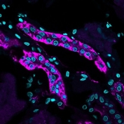 Immunofluorescent staining of human kidney tissue with Cadherin 16 antibody (purple, clone CDH16/1071).