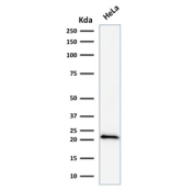 p21 Antibody HeLa WB. Western blot testing of human HeLa cell lysate with p21 antibody (clone DCS-60.2).