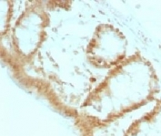 IHC: Formalin-fixed, paraffin-embedded rat colon stained with p27Kip1 antibody (clone KIP1/769).