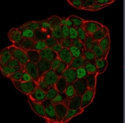 Immunofluorescent staining of PFA-fixed human MCF7 cells with p27Kip1 antibody (clone KIP1/769, green) and Phalloidin (red).