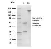 SDS-PAGE analysis of purified, BSA-free p27 antibody (clone DCS-72.F6) as confirmation of integrity and purity.