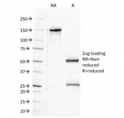 SDS-PAGE Analysis of Purified, BSA-Free Semaphorin-4D Antibody (clone A8). Confirmation of Integrity and Purity of the Antibody.