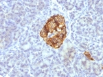 IHC: Formalin-fixed, paraffin-embedded pancreas stained with Chromogranin A antibody cocktail (CGA/413 + CHGA/777 + CHGA/798)