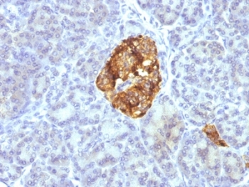 IHC: Formalin-fixed, paraffin-embedded pancreas stained with Chromogranin A antibody cocktail