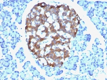 IHC: Formalin-fixed, paraffin-embedded human pancreas stained with Chromogranin A antibody (CHGA/765)~