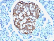 IHC: Formalin-fixed, paraffin-embedded human pancreas stained with Chromogranin A antibody (CHGA/765)