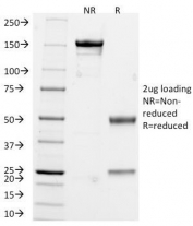 SDS-PAGE Analysis of Purified, BSA-Free Chromogranin A Antibody (clone CHGA/765). Confirmation of Integrity and Purity of the Antibody.