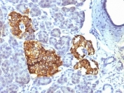 IHC: Formalin-fixed, paraffin-embedded human pancreas stained with Chromogranin A antibody (CHGA/777)