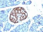 IHC: Formalin-paraffin rat pancreas stained with Chromogranin A antibody (CHGA/798)